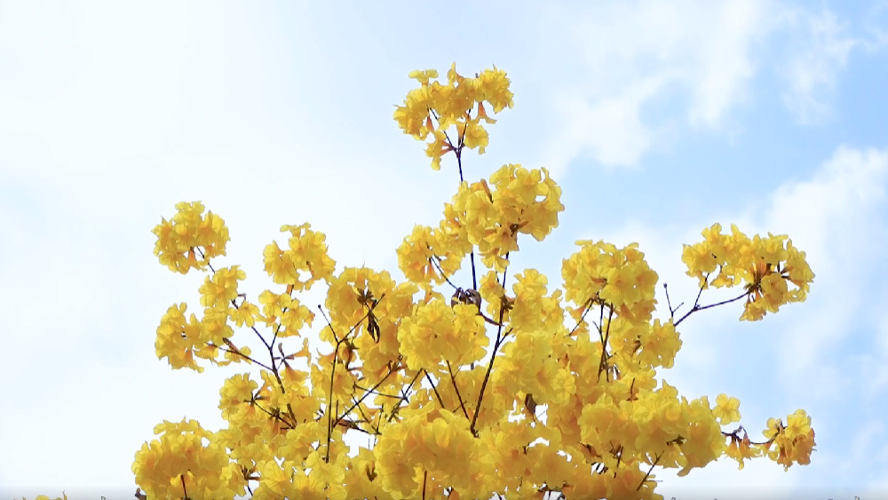 春雷，鳴響奮進的號角